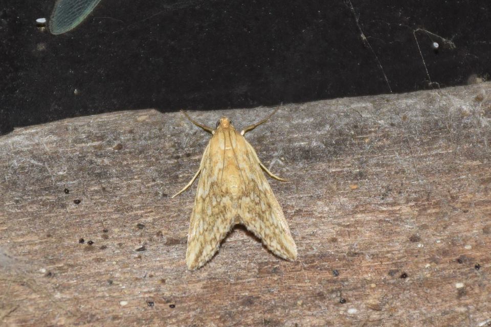 Evergestis frumentalis - tavaszi dudvamoly