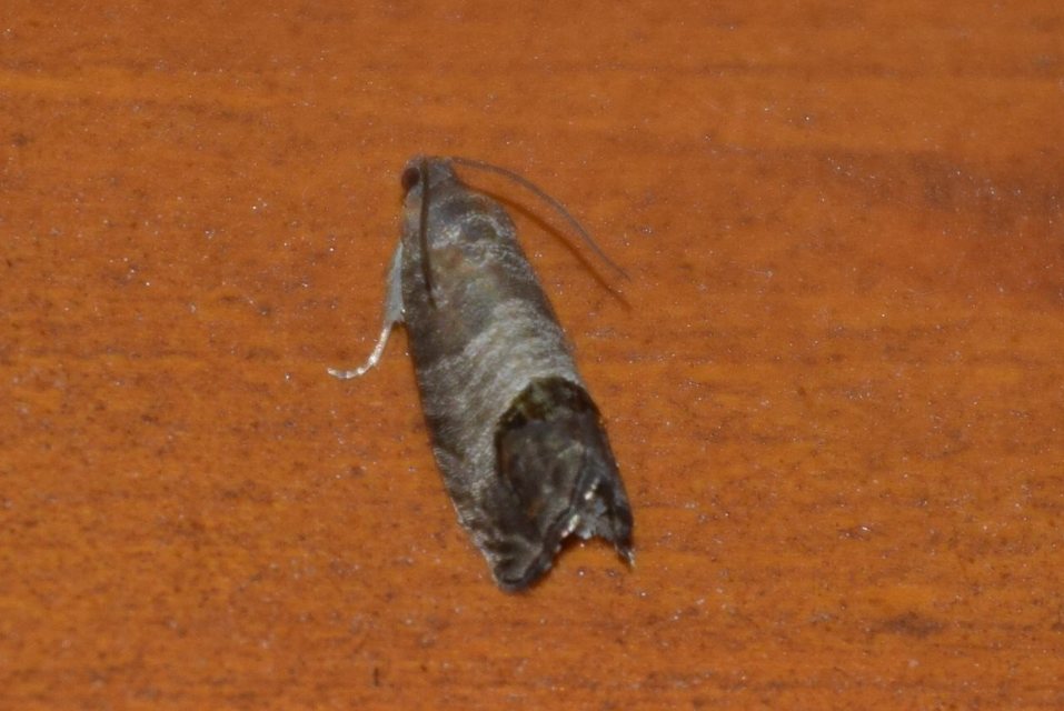 Cydia pomonella - almamoly