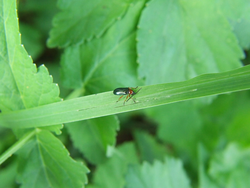 Oulema melanopus/duftschmidi
