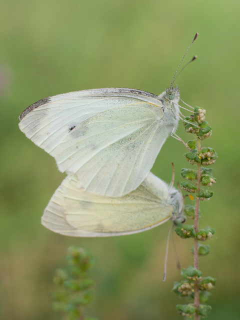 Pieris rapae - répalepke