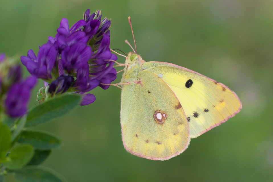 Colias erate - csángó-kéneslepke