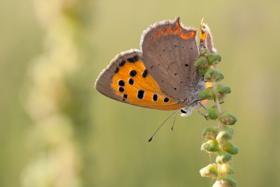 Lycaena phlaeas - közönséges tűzlepke