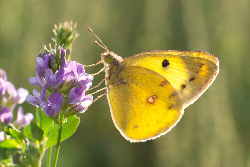 Colias hyale - kéneslepke