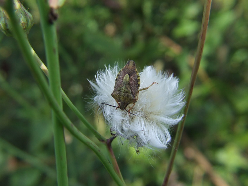 Carpocoris Carpocoris