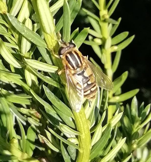 Helophilus
