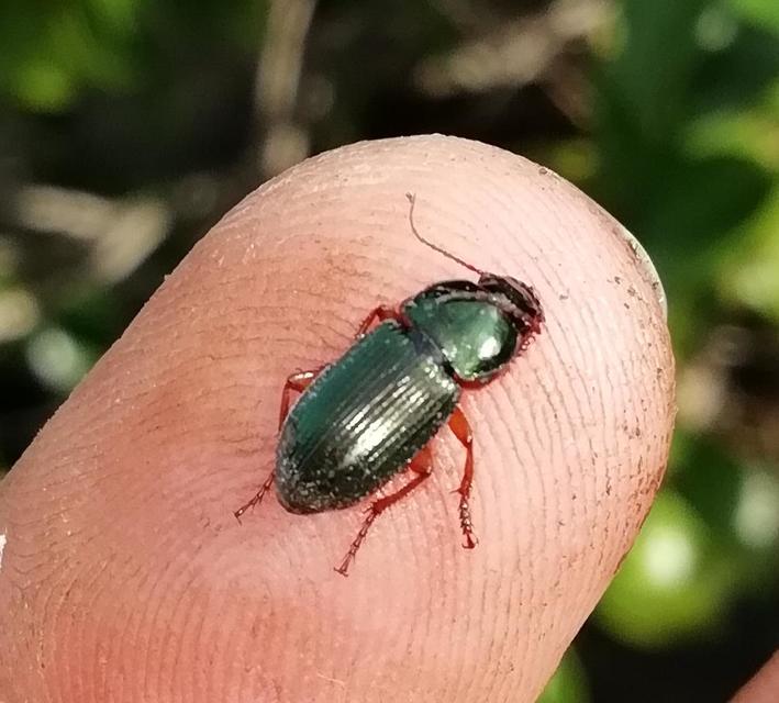 Harpalus affinis - szőrösszárnyú lomhafutó