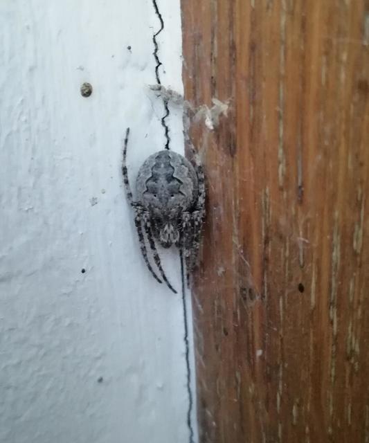 Nuctenea umbratica - közönséges rés-keresztespók
