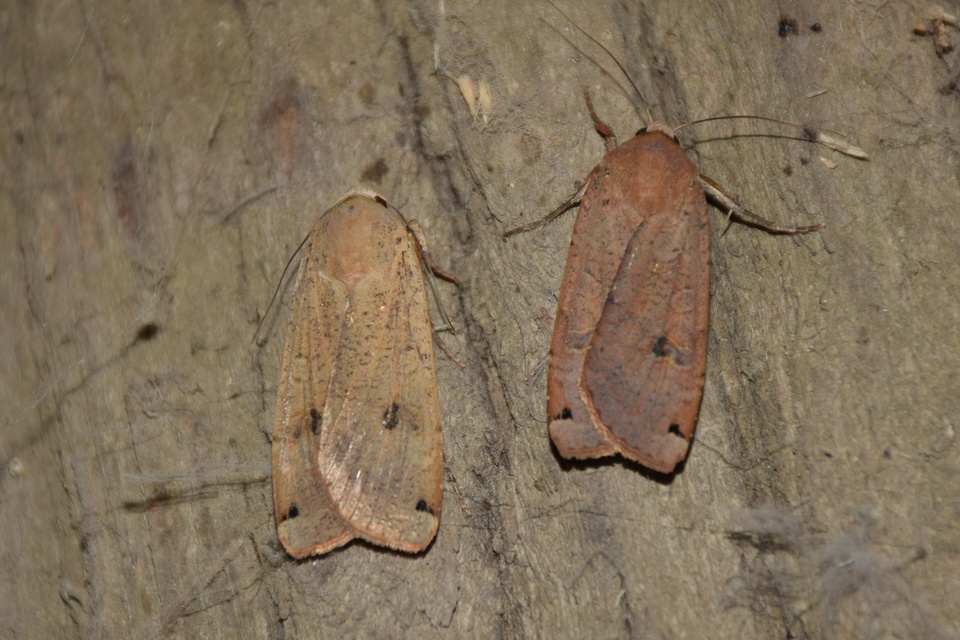 Noctua pronuba - nagy sárgafűbagoly