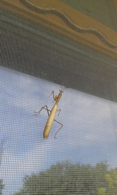 Mantis religiosa - imádkozósáska