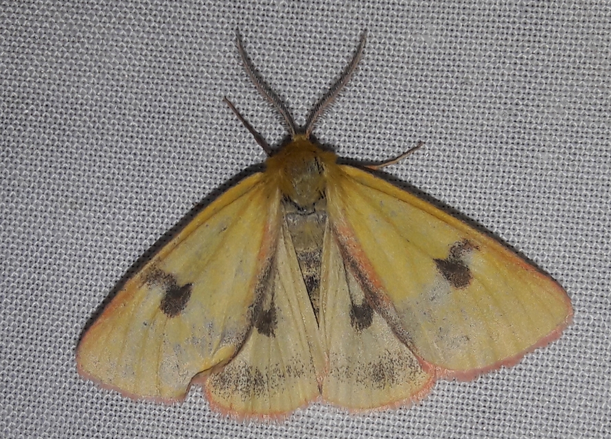 Diacrisia sannio - vörösszélű medvelepke