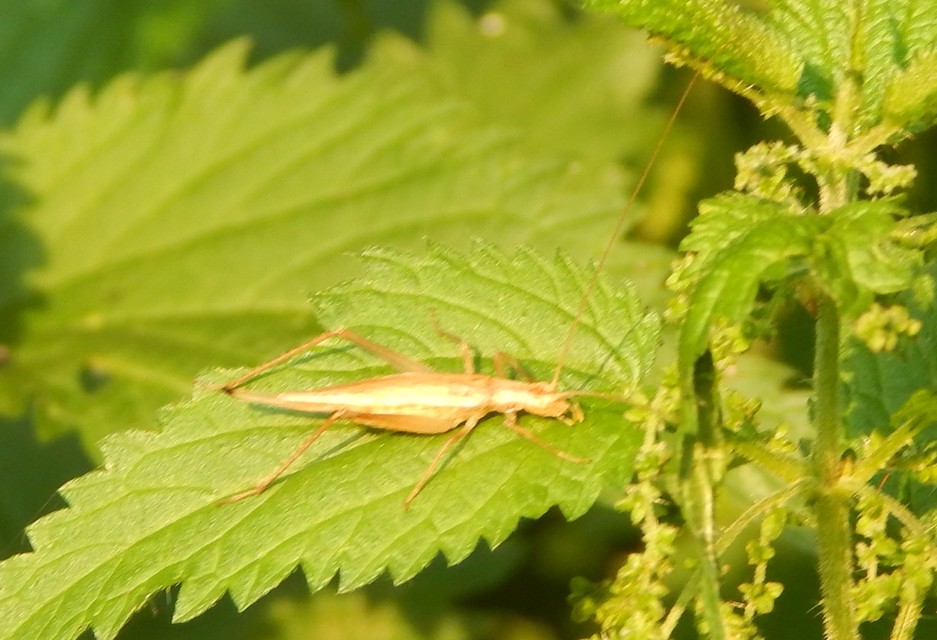 Oecanthus pellucens - pirregőtücsök