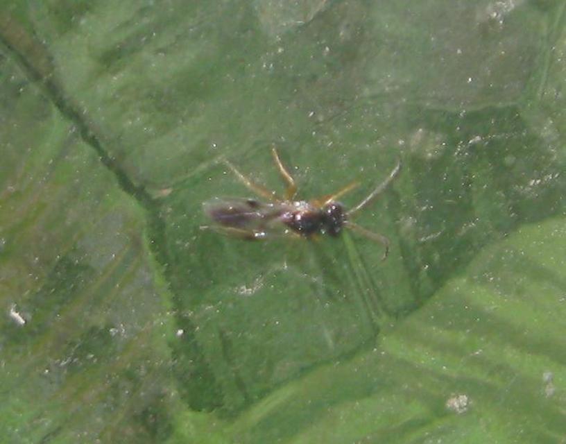 Braconidae - gyilkosfürkészek