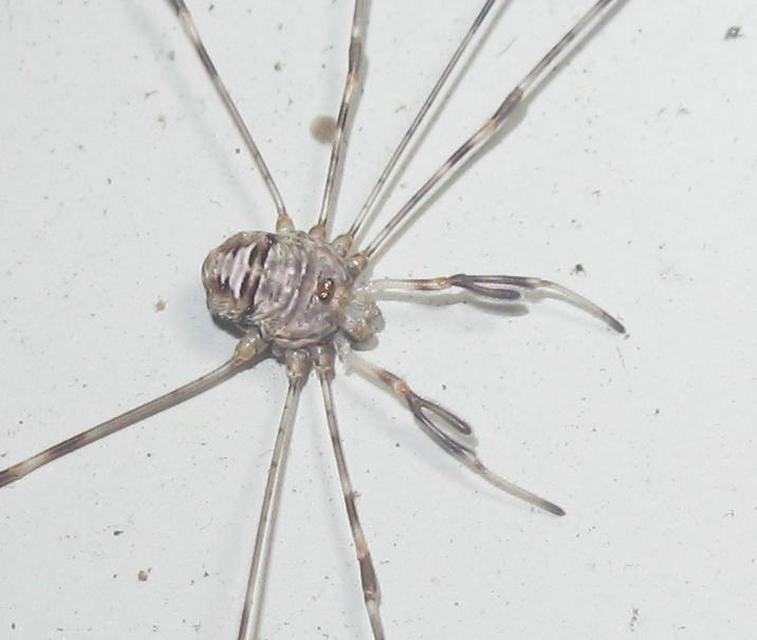 Opiliones - Kaszáspókok