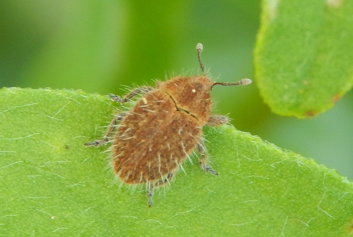 Lachnaeus crinitus - réti sünbarkó