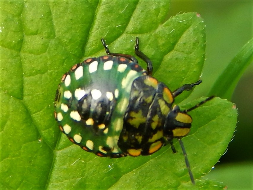 Nezara viridula - zöld vándorpoloska