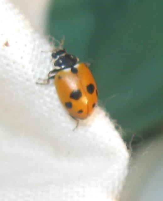 Hippodamia variegata - tizenhárompettyes katica