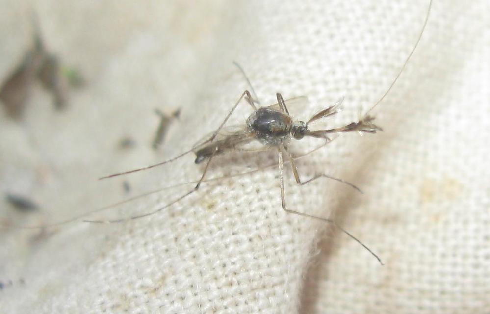 Culicidae - csípőszúnyogok