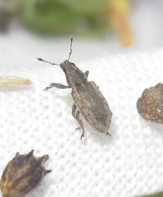 Sitona humeralis - lucerna-csipkézőbogár