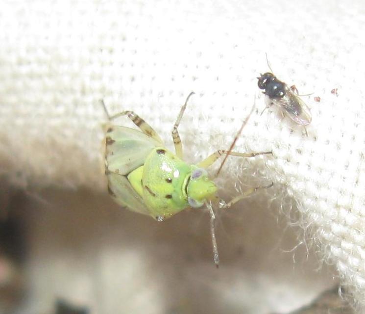 Lygus gemellatus - világoszöld mezeipoloska