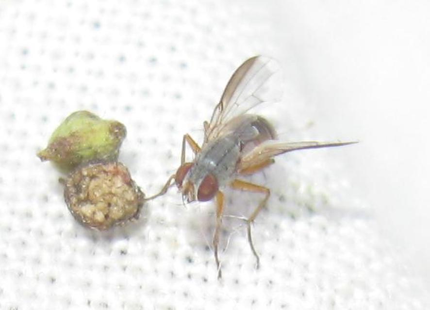Coenosia
