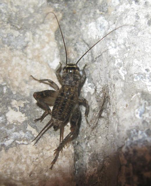 Eumodicogryllus bordigalensis - bordói tücsök