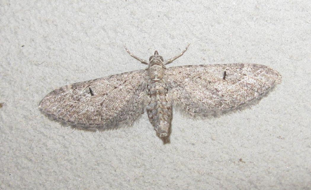 Eupithecia innotata - hegyesszárnyú törpearaszoló