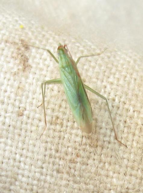Trigonotylus