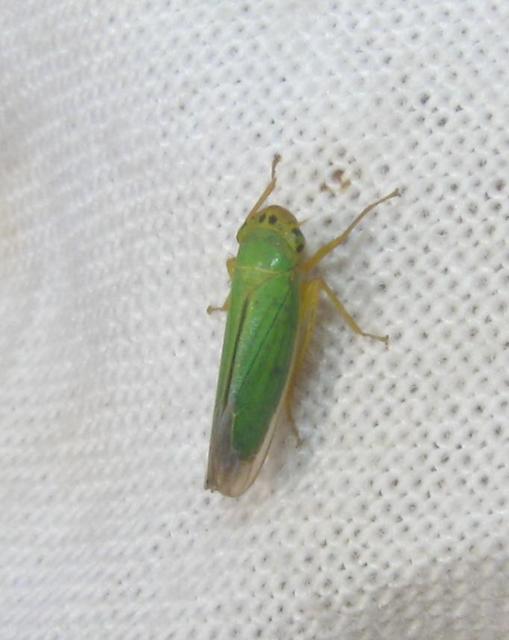 Cicadella viridis - méregzöld kabóca