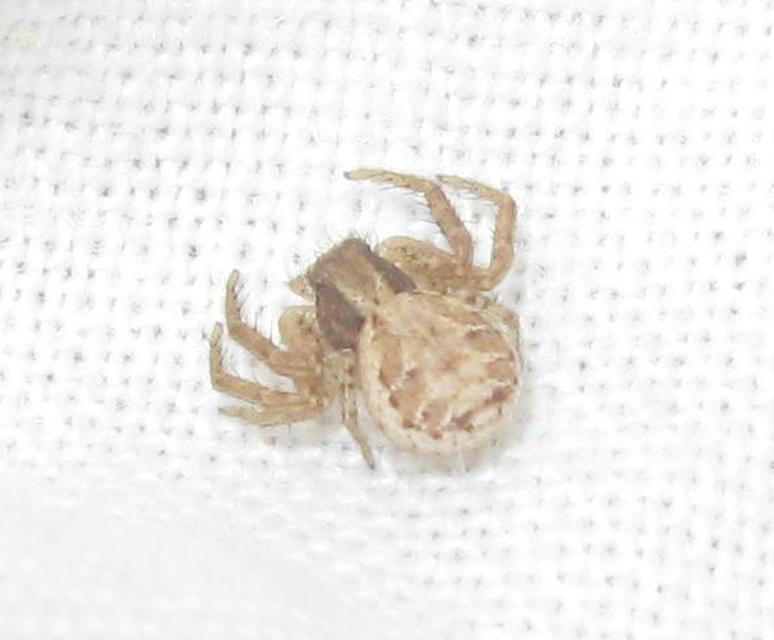 Xysticus