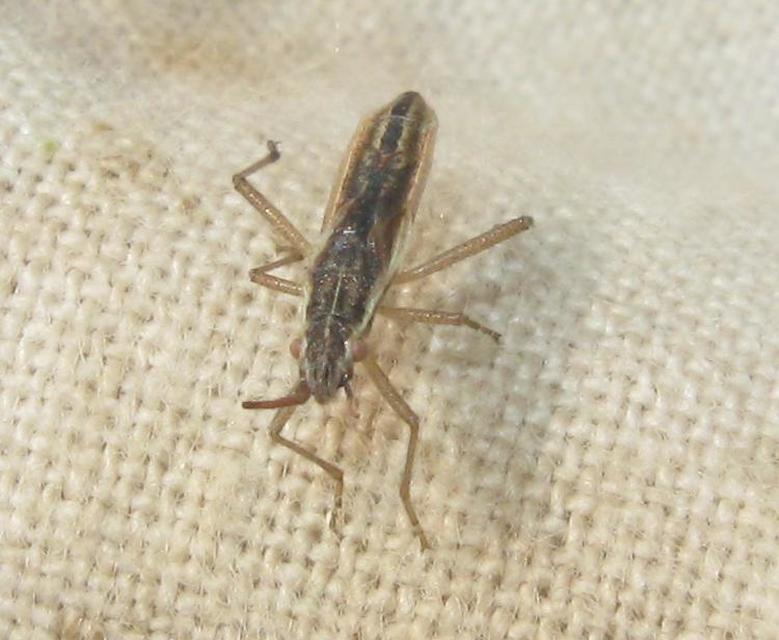 Myrmus miriformis - kurtaszárnyú karimáspoloska