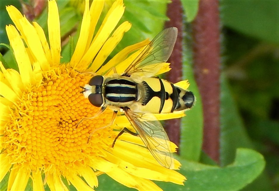 Helophilus trivittatus - nagy mocsárilégy