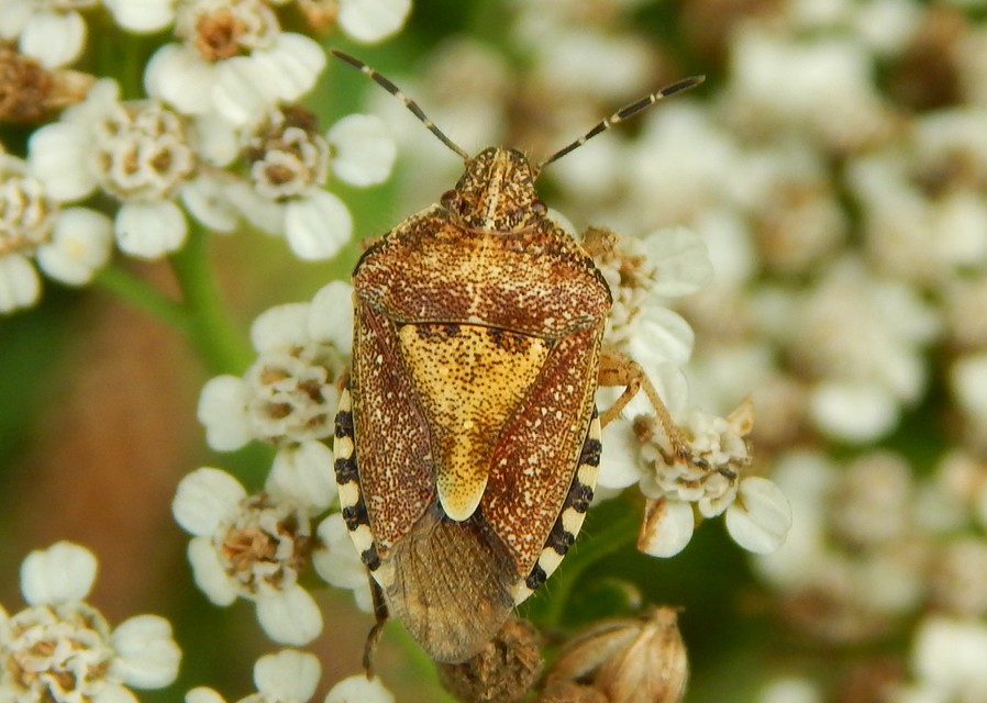 Dolycoris baccarum - közönséges bogyómászó-poloska Dolycoris baccarum - közönséges bogyómászó-poloska
