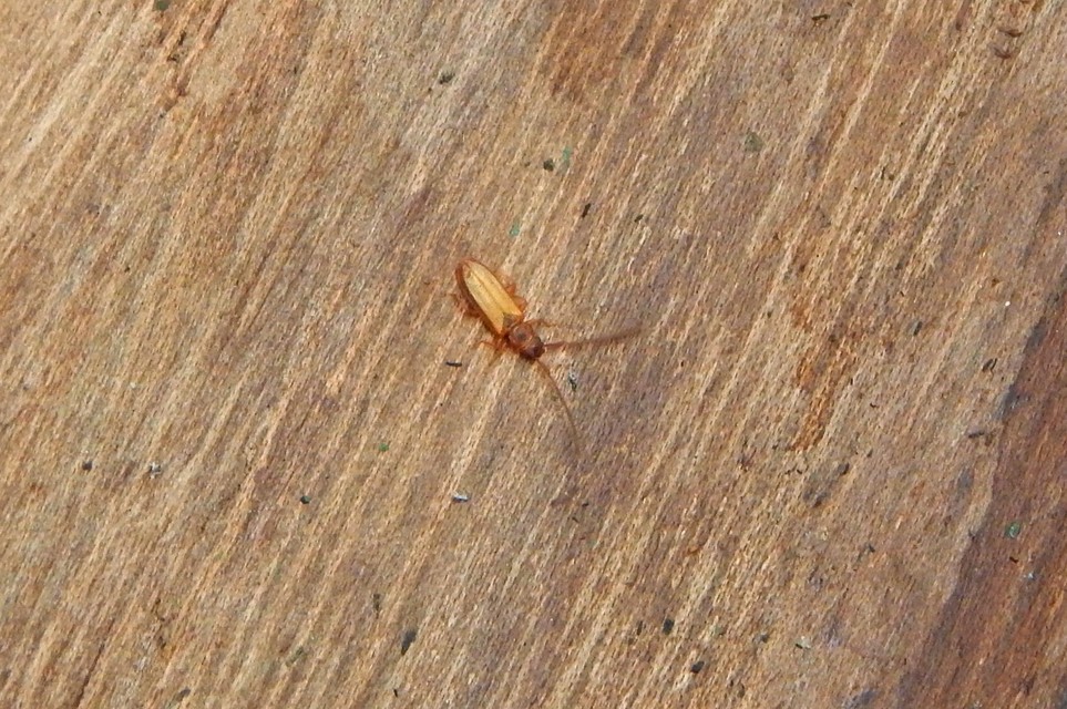 Uleiota planatus - hosszúcsápú fogasnyakú-lapbogár