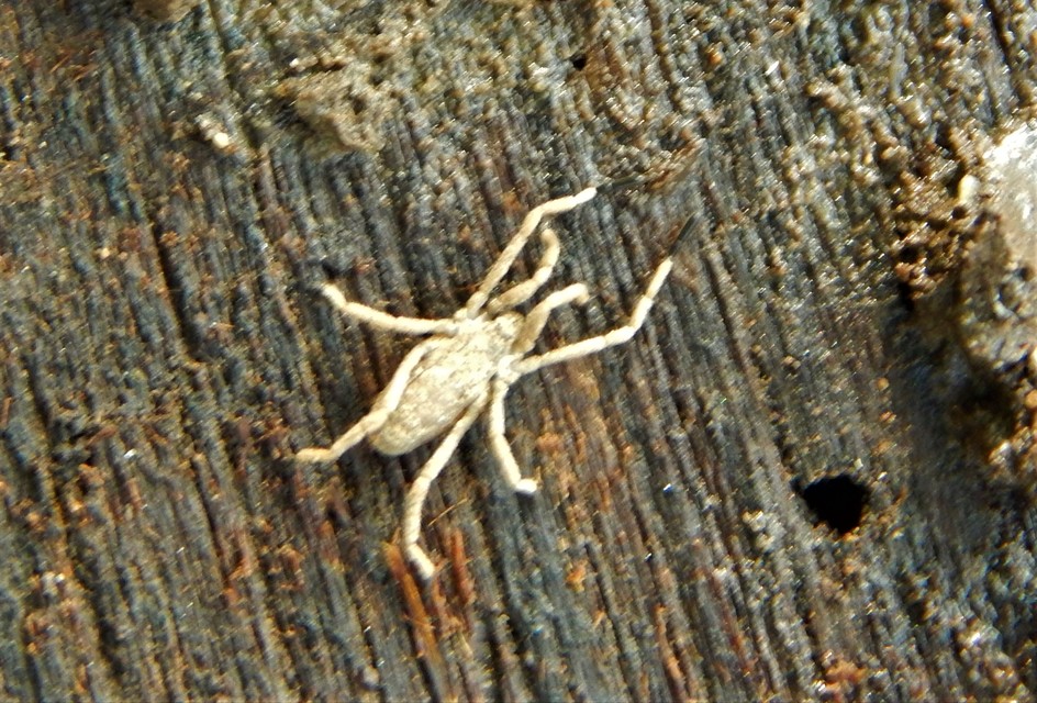 Trogulus