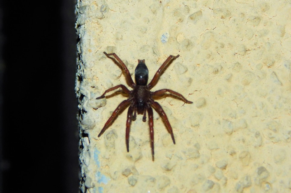 Gnaphosidae - kövipókok