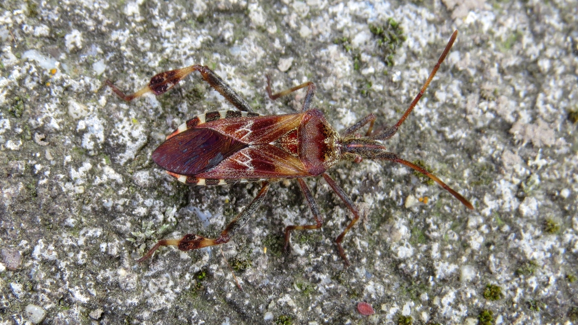 Leptoglossus occidentalis - nyugati levéllábú poloska