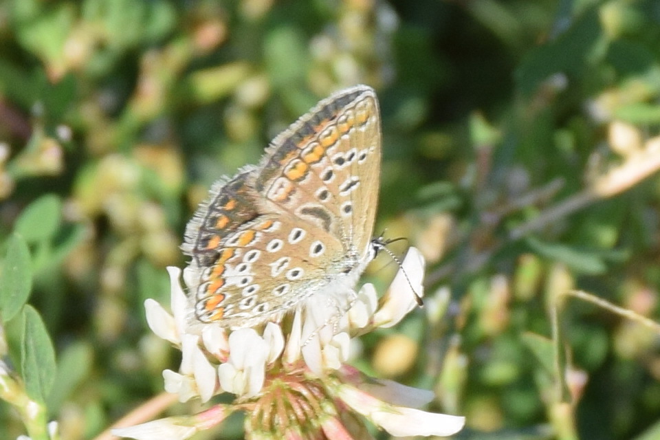 Polyommatus icarus - közönséges boglárka