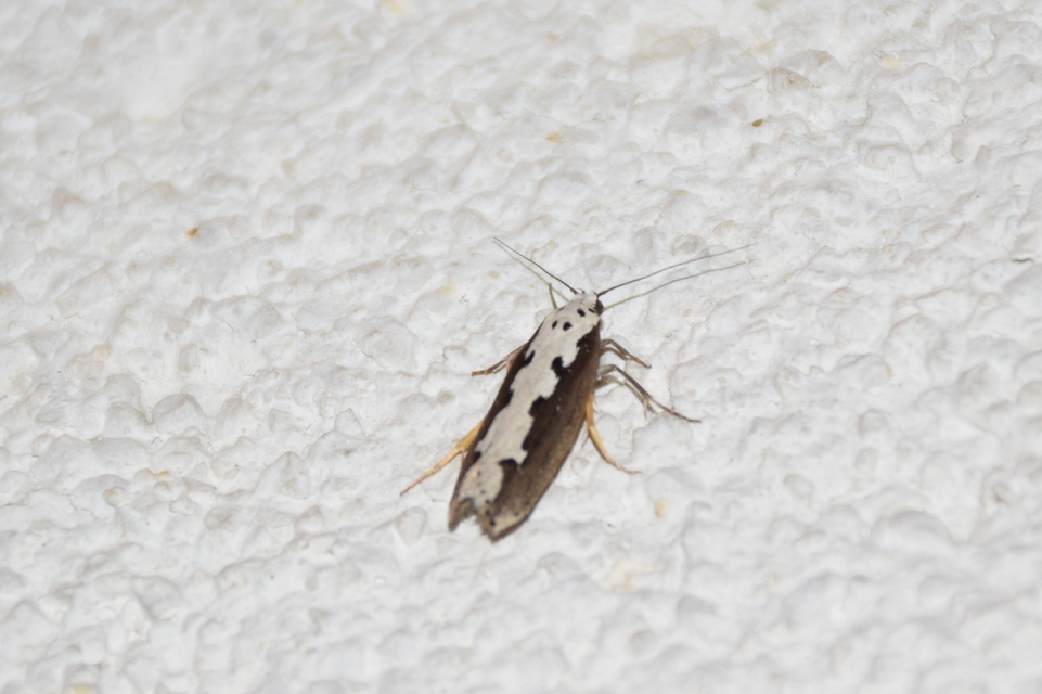 Ethmia bipunctella - kétpettyes feketemoly