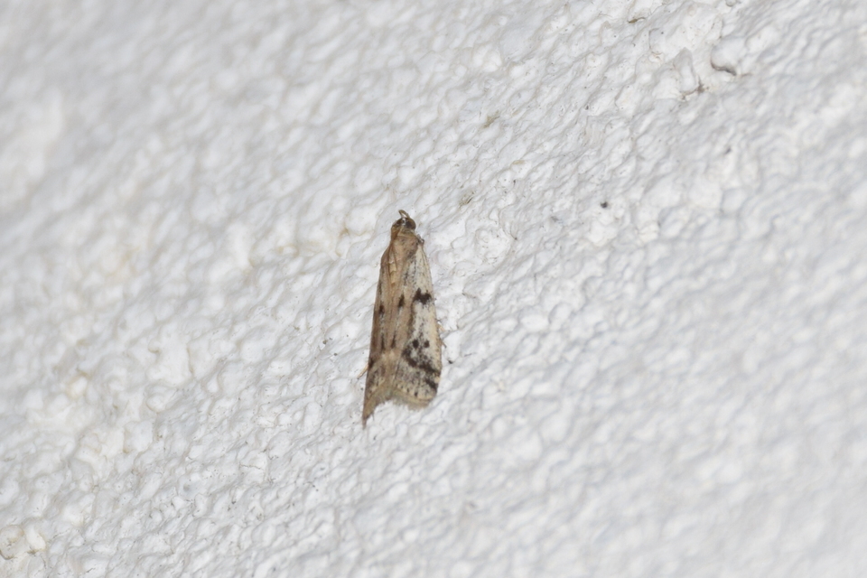 Phycitodes binaevella - bogáncslakó karcsúmoly