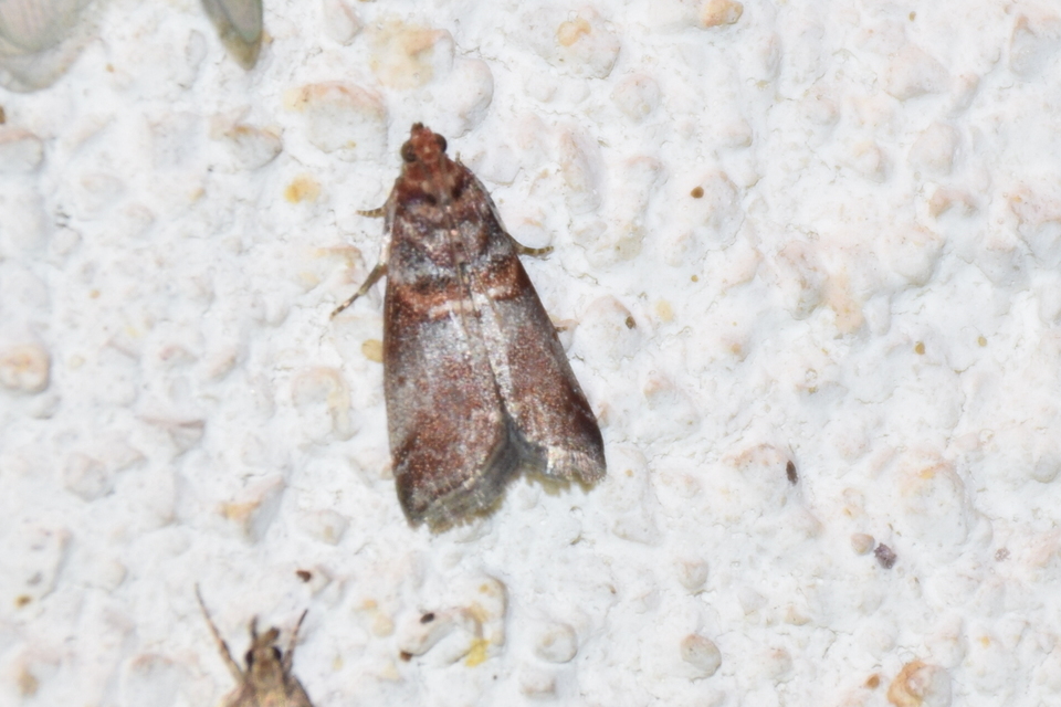 Acrobasis advenella - gerleszínű karcsúmoly