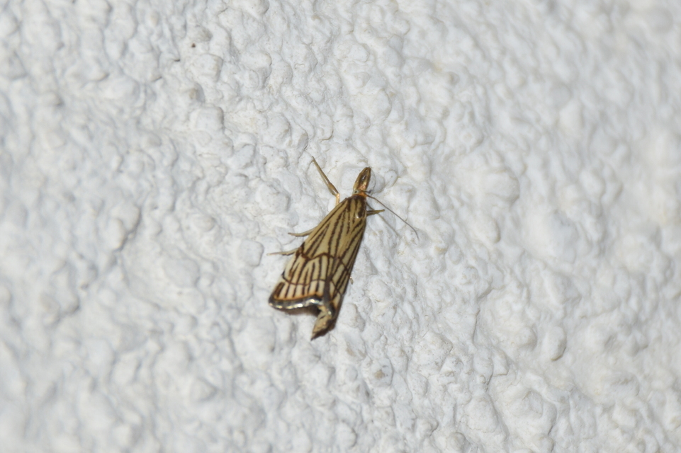 Chrysocramboides craterella - rácsos fűgyökérmoly