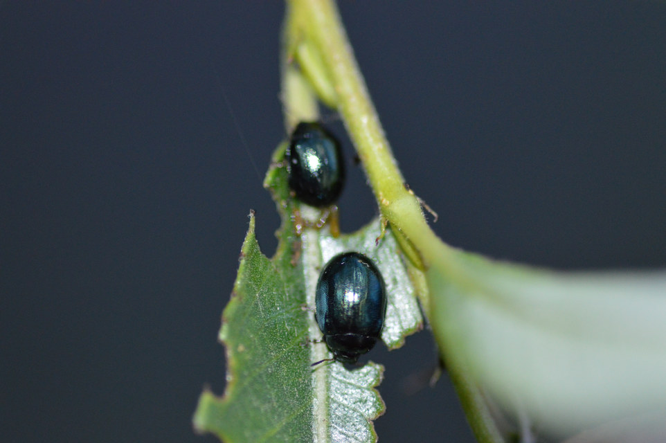 Plagiodera versicolora - törpe fűzlevelész