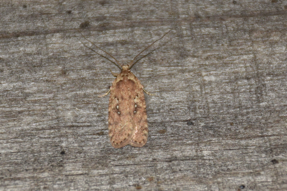 Agonopterix