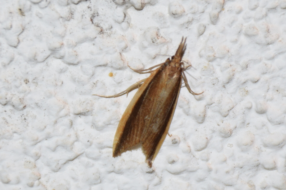 Donacaula mucronella - ritka nádfúrómoly