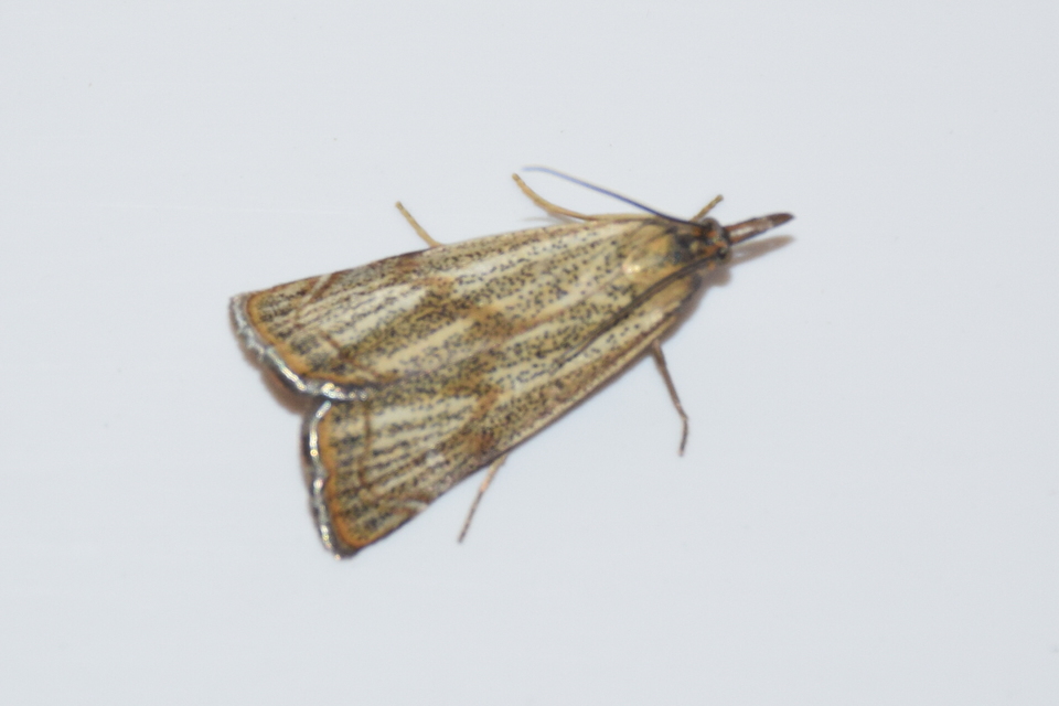 Thisanotia chrysonuchella - tavaszi fűgyökérmoly