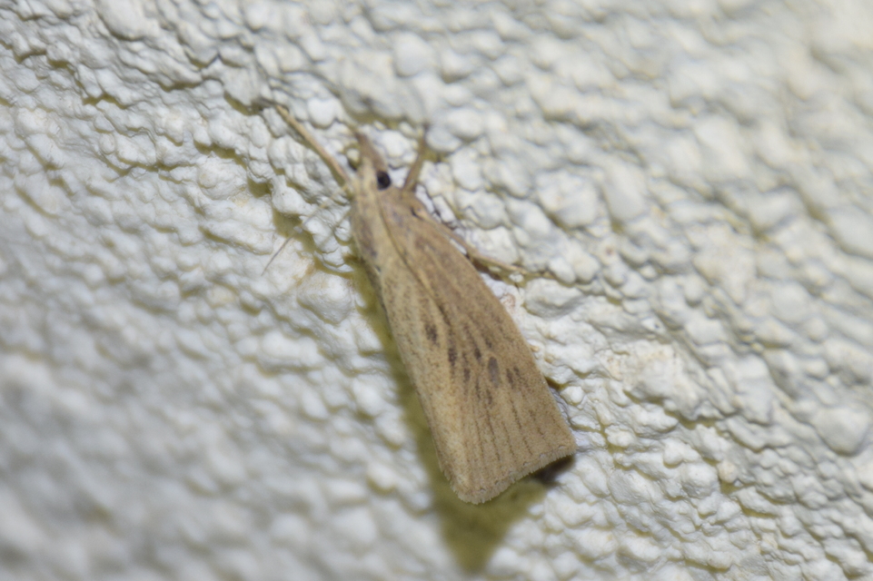 Calamotropha paludella - barna nádlevélmoly