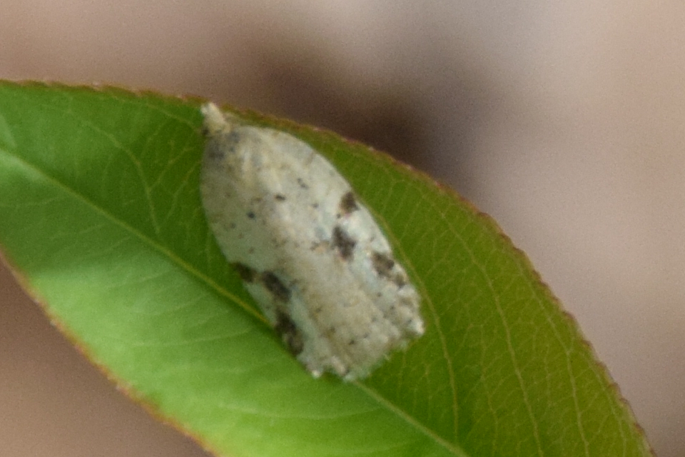 Acleris kochiella - szürkés levélmoly