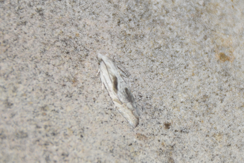 Eucosma metzneriana - ürömgyökér-tükrösmoly