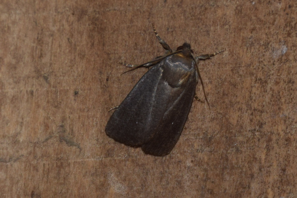 Amphipyra livida - zsírfényű bagoly