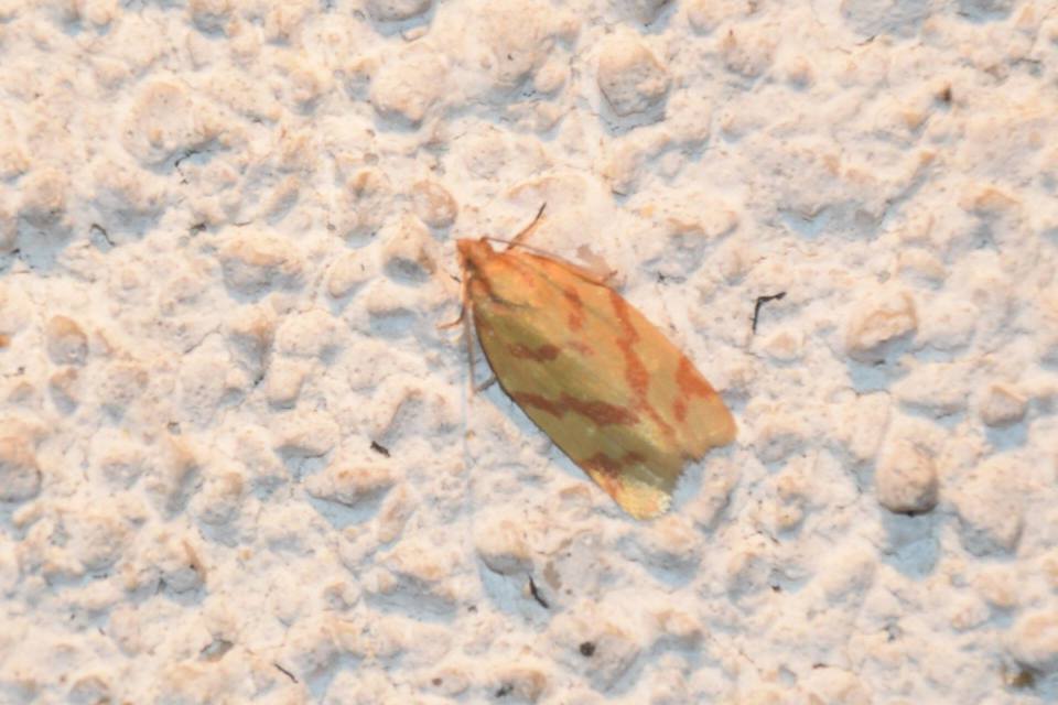 Clepsis pallidana - aranysárga sodrómoly